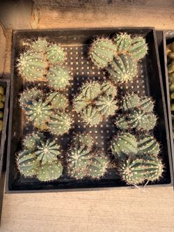 $70 each blue melocactus