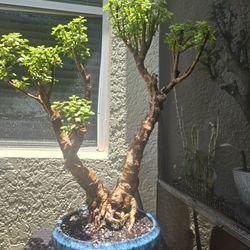 Jade Bonsai Plant 