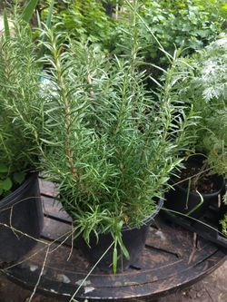 Romero Bonita Planta Rosemary $32