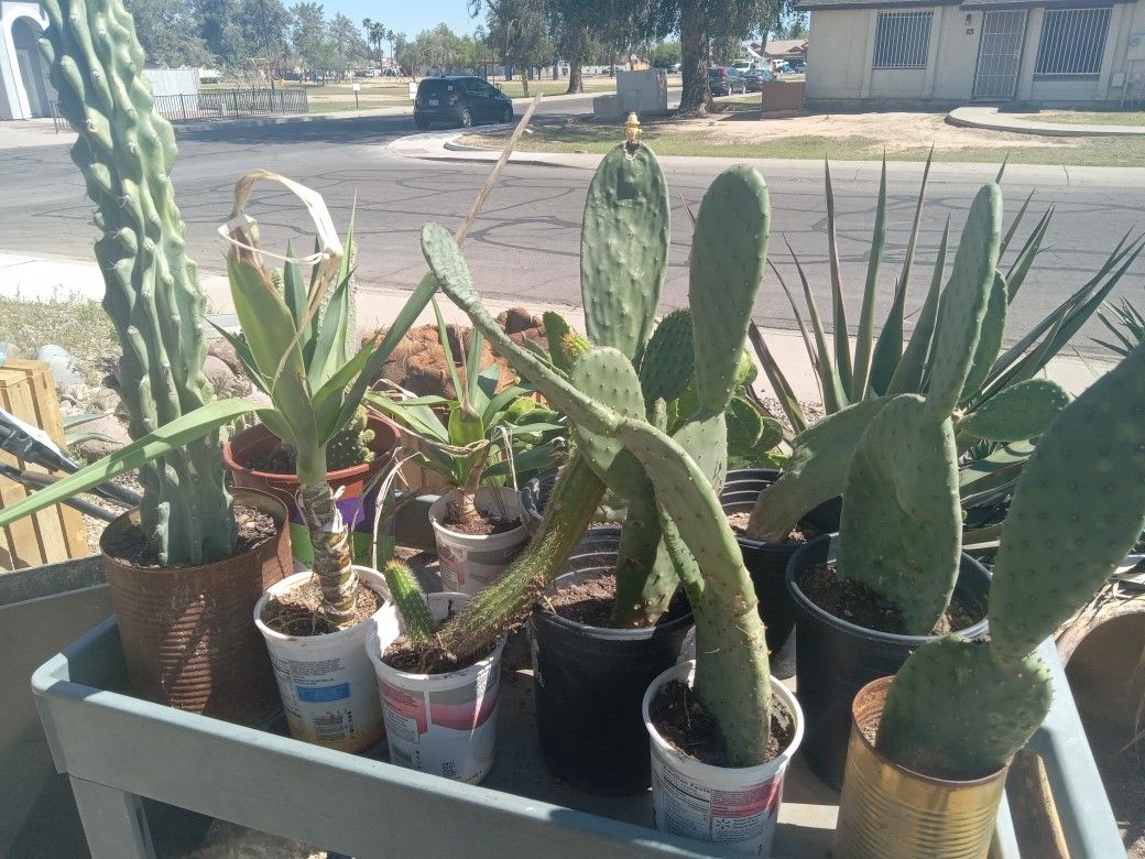 Rooted Cactus Ready To Plant