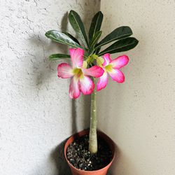 Desert Rose Plant 