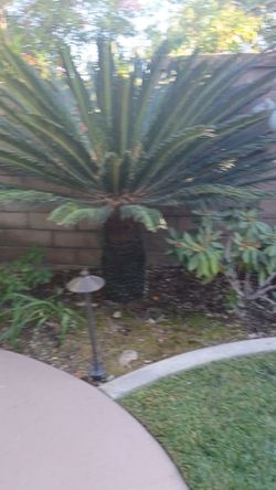 Sago palm tree