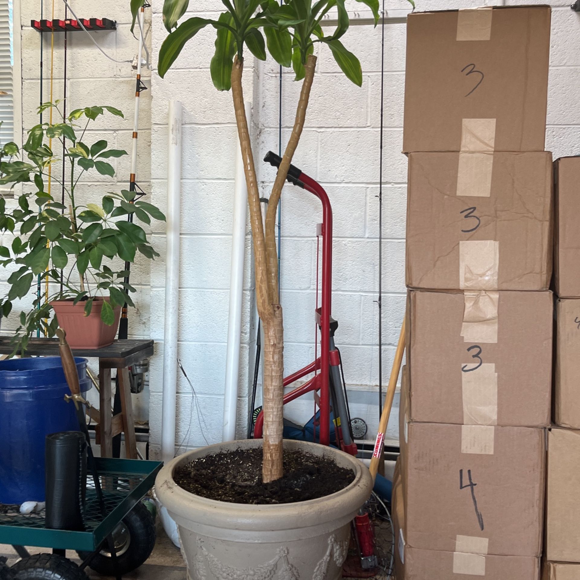 Plant Tree