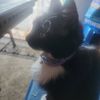 Kujo 