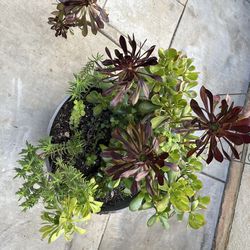 Large succulent barrel plastic planter