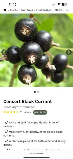 Black currant plant 2 feet tall