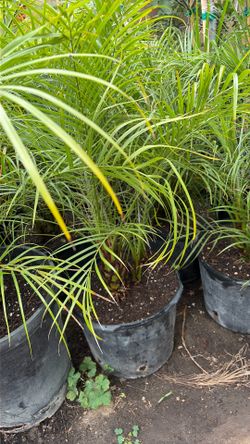Pygmy date palm