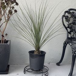 Mexican Grass Tree – Dasylirion longissimum 🌵✨