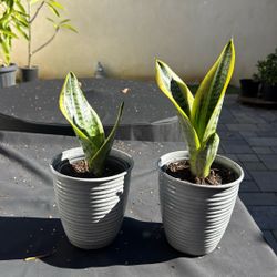 Snake Plants