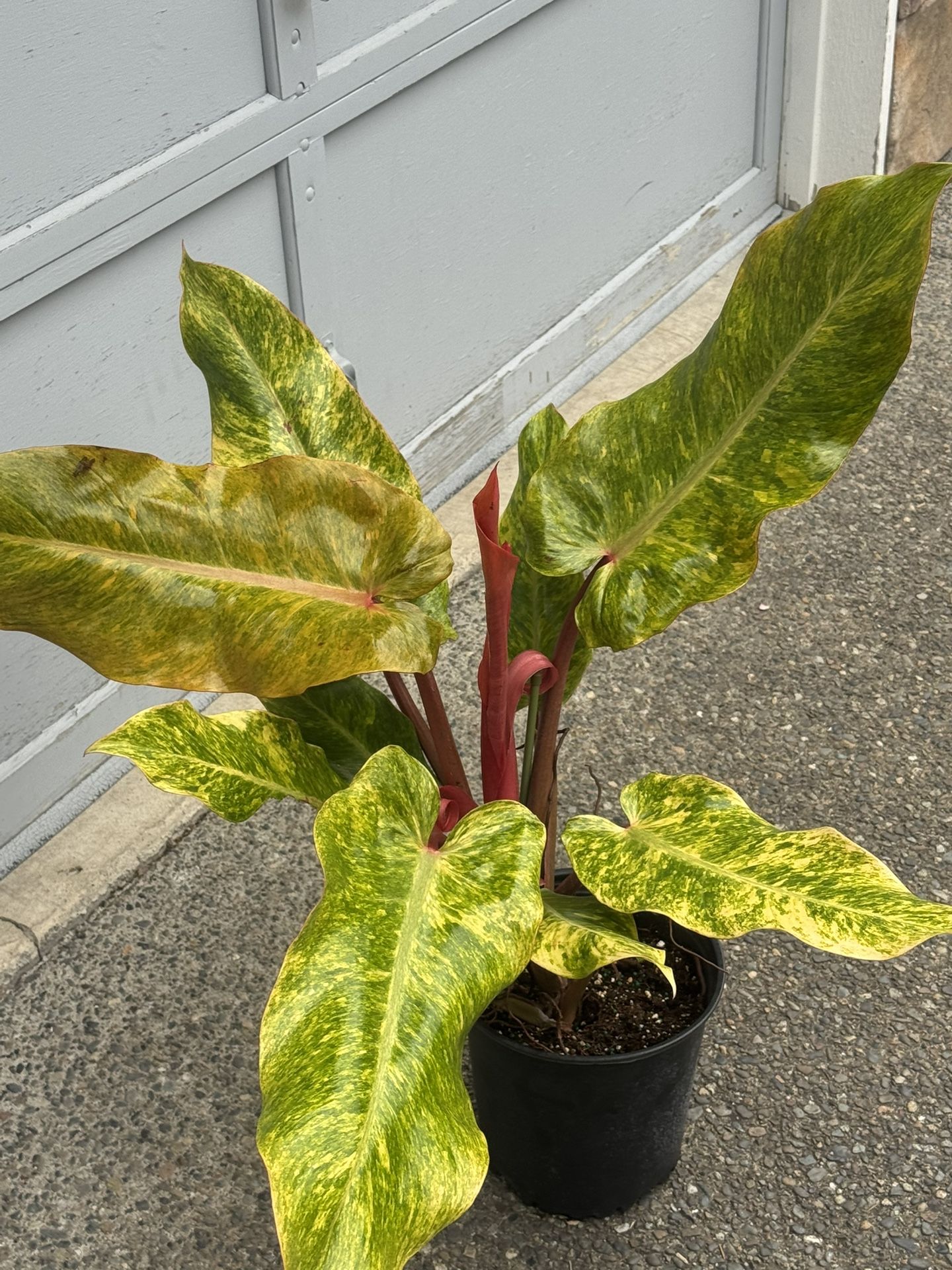 Rare Variegated Philodendron 'Orange Marmalade':