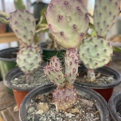 Opuntia Purple Prickly Pear 🍐 Cactus 🌵 
