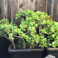Large Jade Succulent Plant🍃