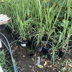 Sugar Cane Plant , Turmeric Plant,  Taro Plant 1gal