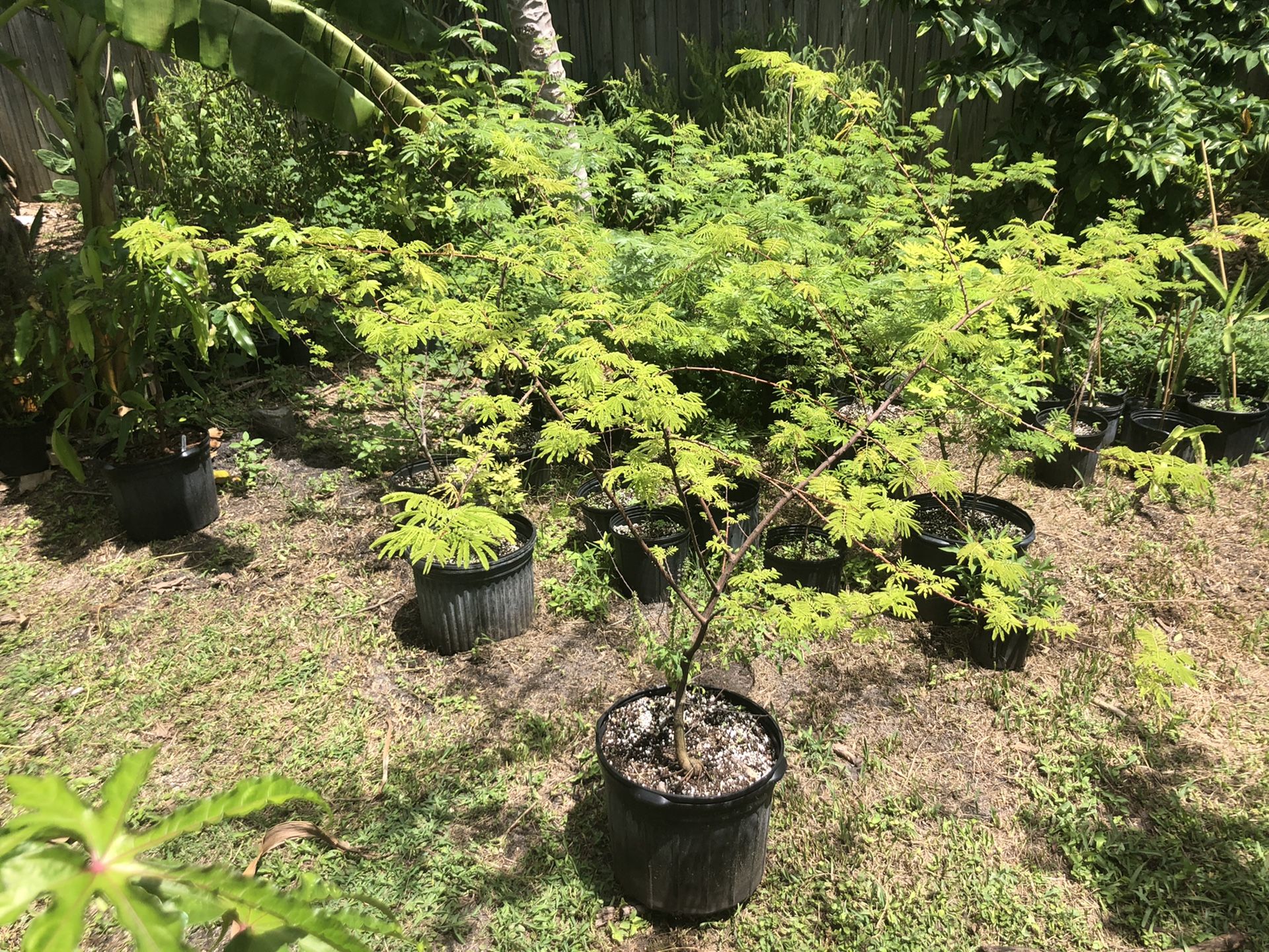 Jurema tree (Mimosa hostilis/tenuiflora)