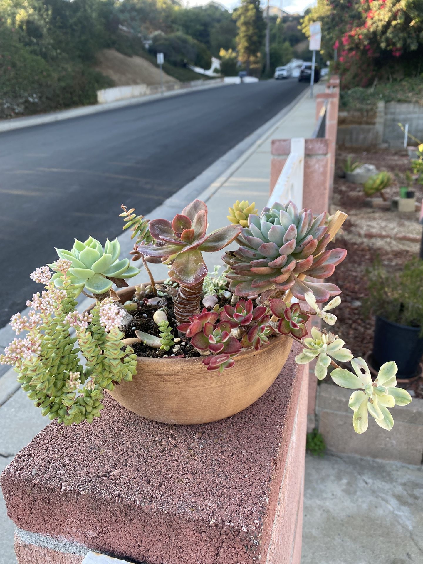 Succulent