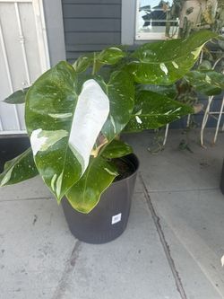 Philodendron White Princess 13”