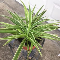 Spider Plant 