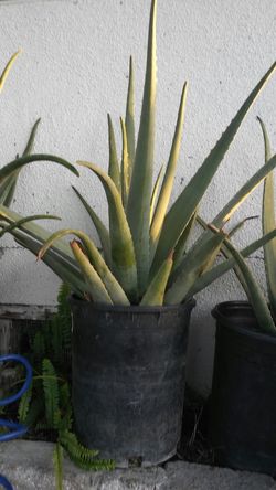 Sabila