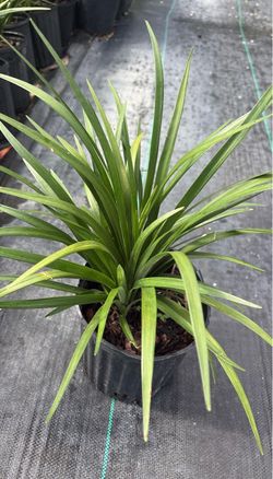 Liriope Green - 1 Gallon