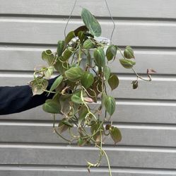 6” Micans Philodendron