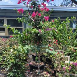 Bougainvillea 