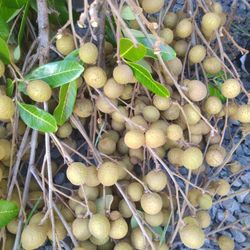 Logan Fruit 