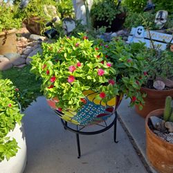 Aptinia Or Sunny Red Rose Plant In New 15in Talavera Pot