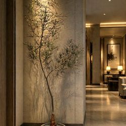 ~ 6 Ft Queensland Bottle Tree/ Brachychiton Rupestris (Planter Included)