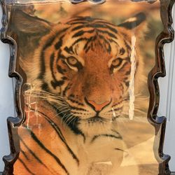 Stunning Framed Tiger Print