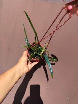 4” blue oil fern