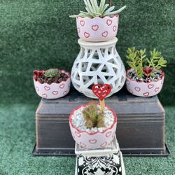 ❤️ VALENTINES SUCCULENTS ❤️