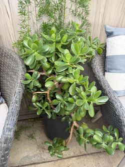 Jade plant