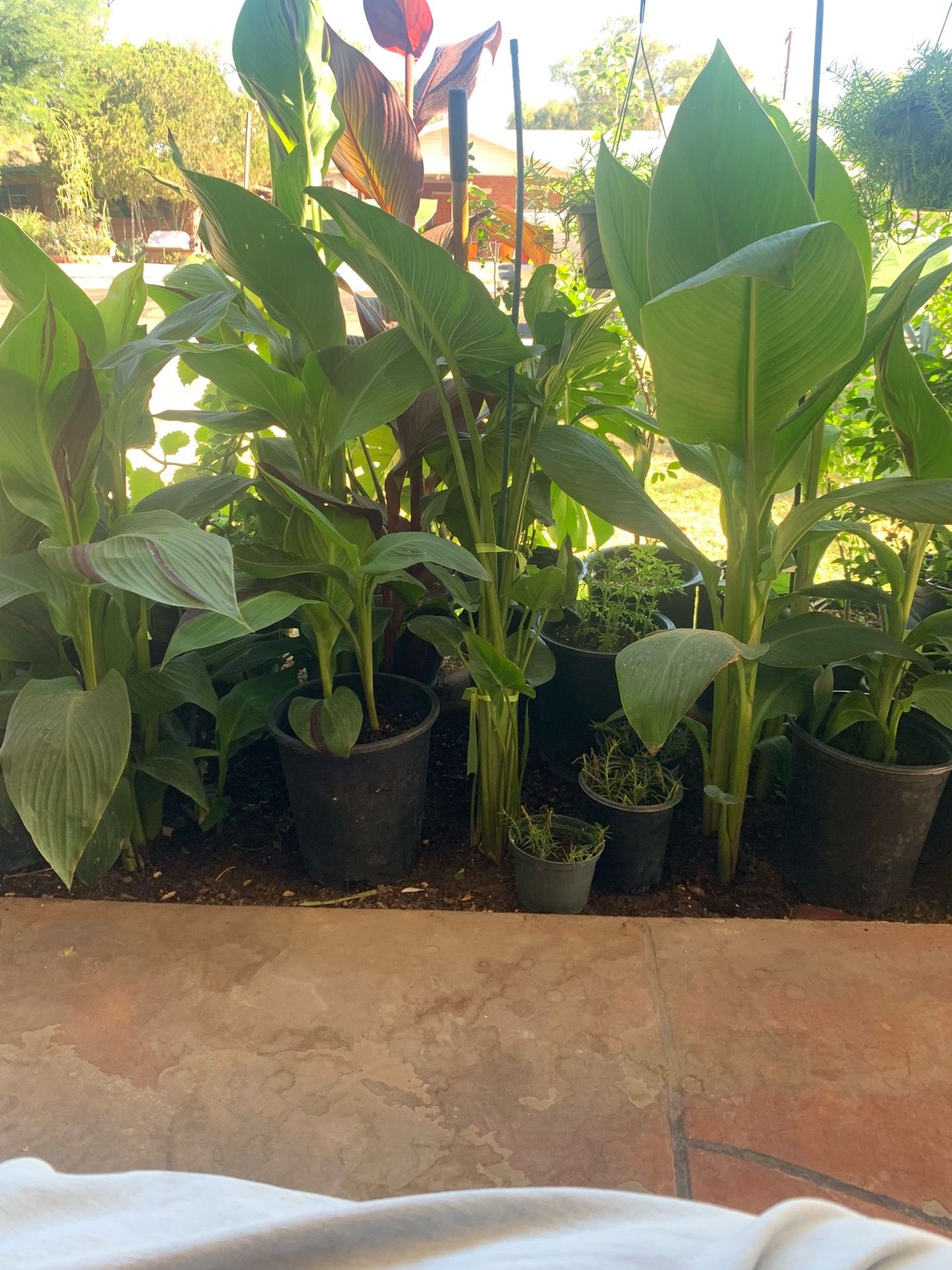 The final part so many different plants available for sale