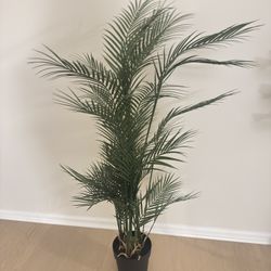 Tall Plant