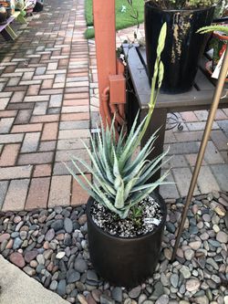 Blue Elf Aloe Succulent Plant In Heavy Pot