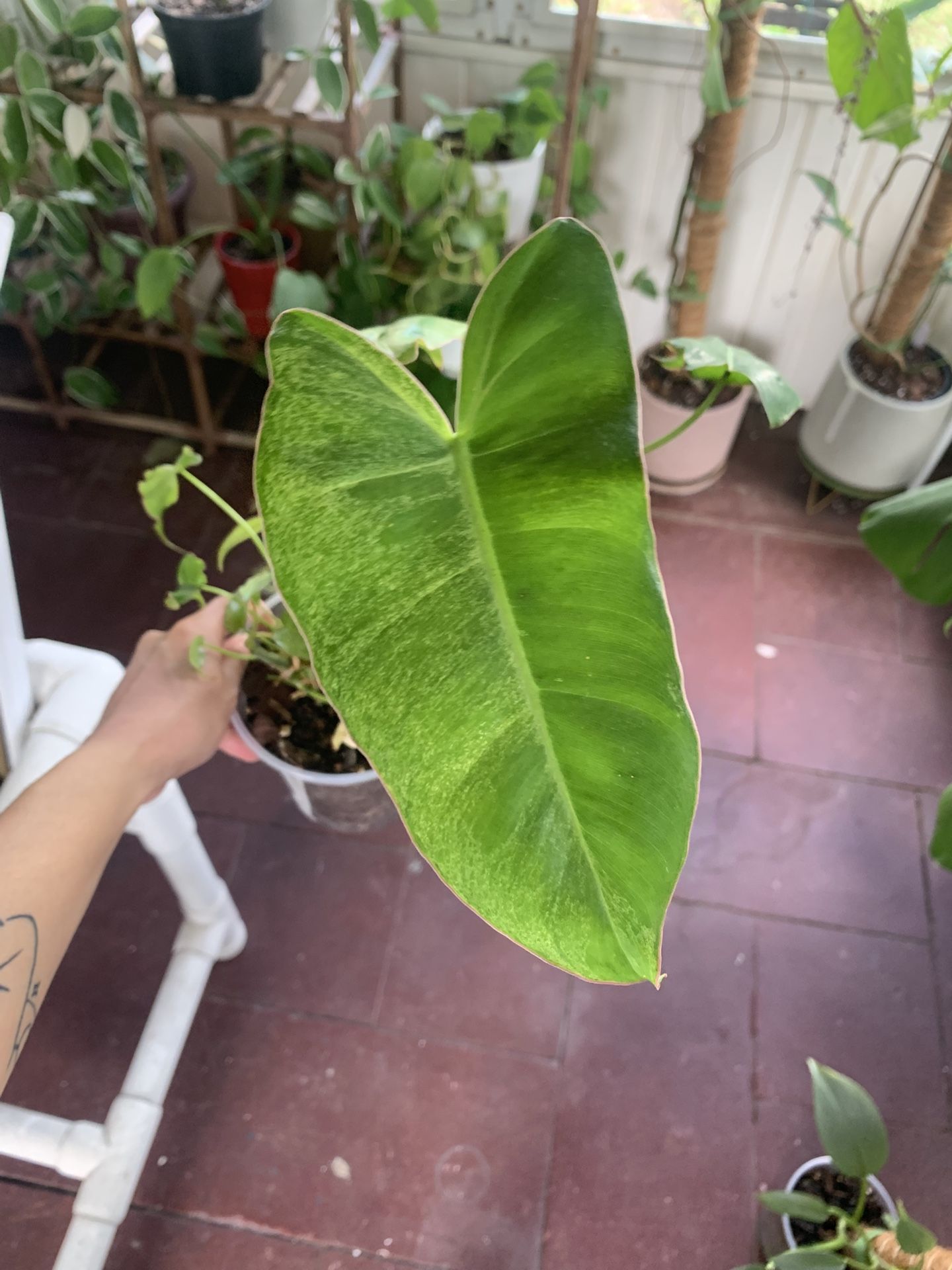 Philodendron Paraiso Verde