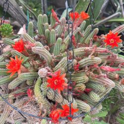 Lots Of Blooming Peanuts In 4 Inches, Gallon Pots