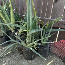 Aloe Vera Plants 