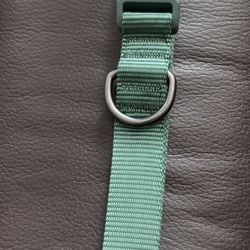 Boots & Barkley Basic Dog Collar with Color Matching Buckle - XL - Green
