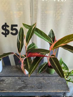 Triostar Plants