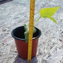 Cuban Black Bean Starter Plant,  Live 
