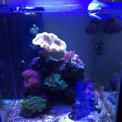 Fish Tank