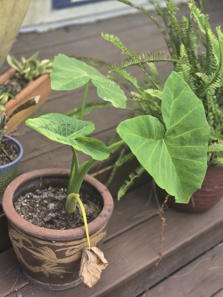 Elephant Ear With Pot 