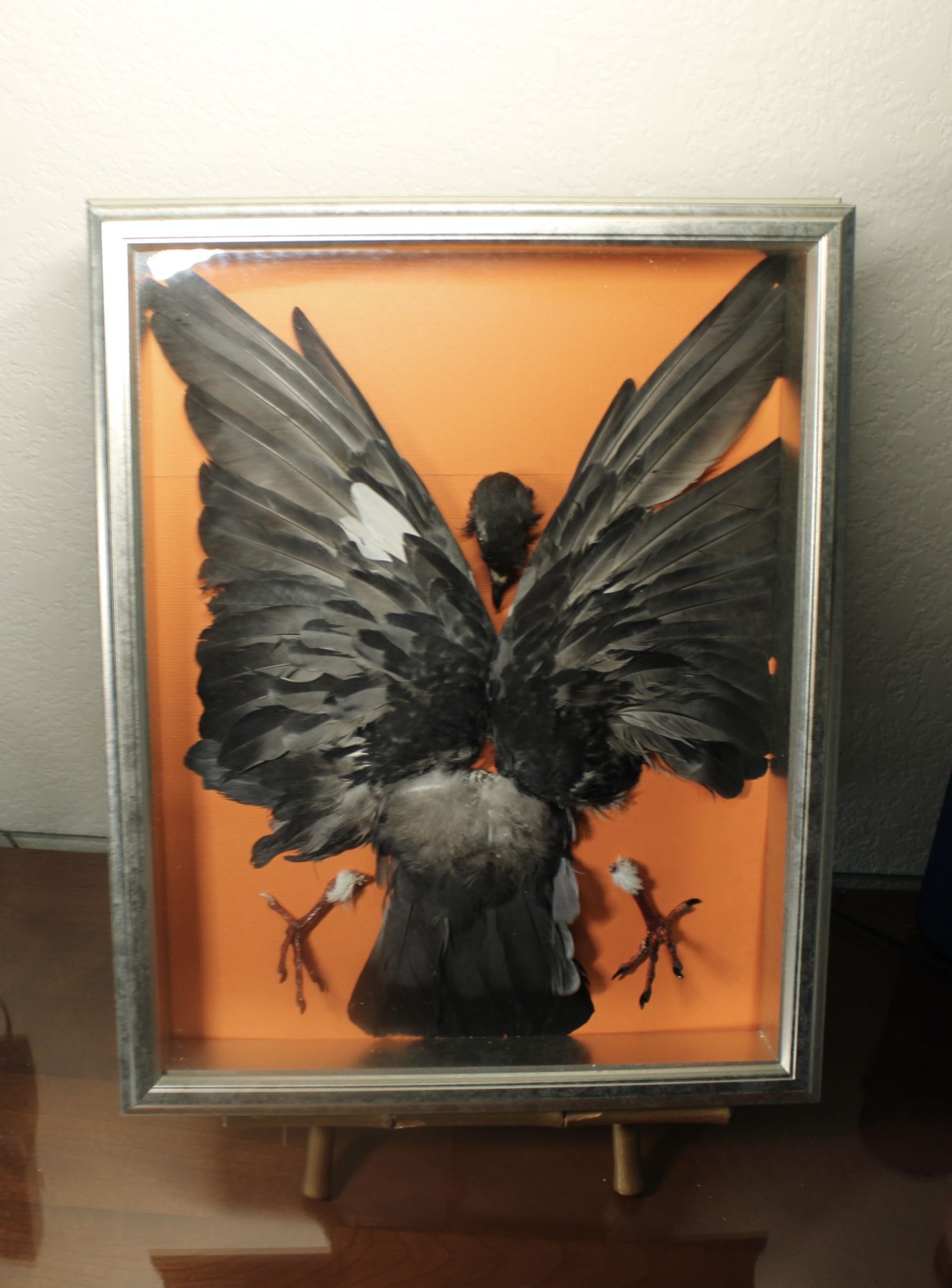 Taxidermy framed pigeon