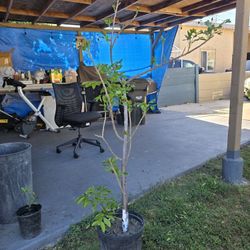 Arbol De Jocote Ciruela Corona