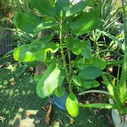 $10 Kalanchoe pinnata