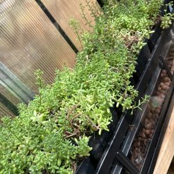 Stonecrop Sedum Succulent 