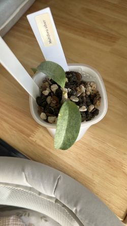 Hoya Multiflora silver