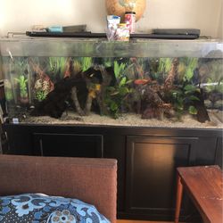 Fish Tank