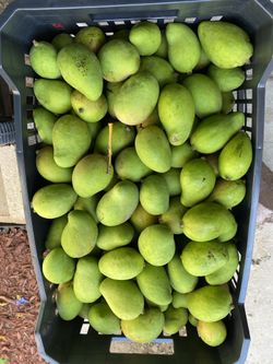 Mango verde y nance $10 por libra